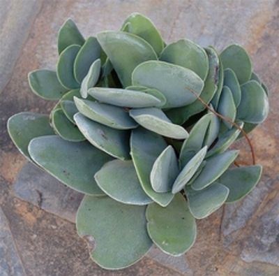 Crassula cotyledonis httpssmediacacheak0pinimgcom564xe2e07d