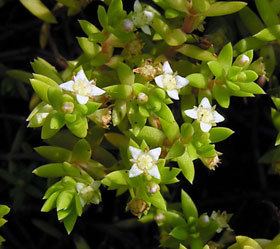 Crassula helmsii Crassula helmsii New Zealand Plant Conservation Network