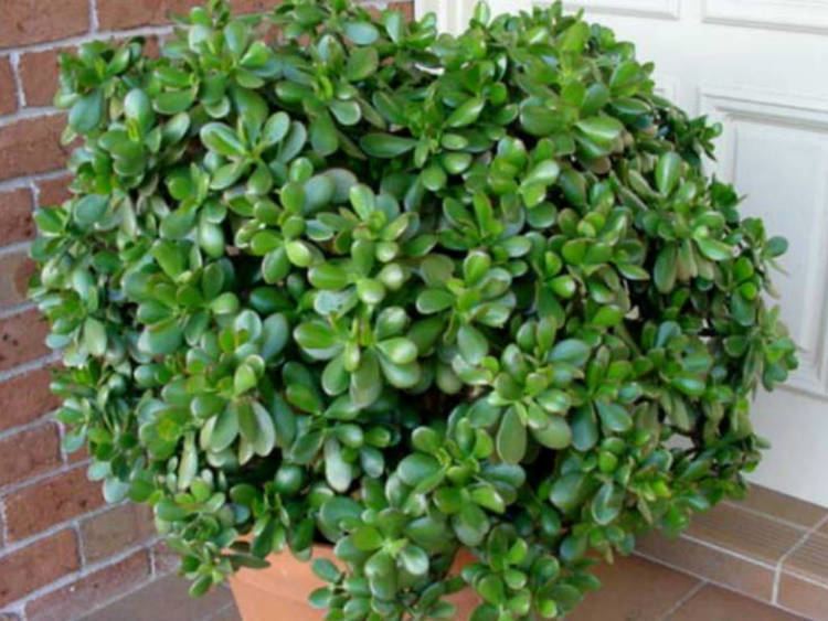 Crassula ovata 1000 ideas about Crassula Ovata on Pinterest Jade plants