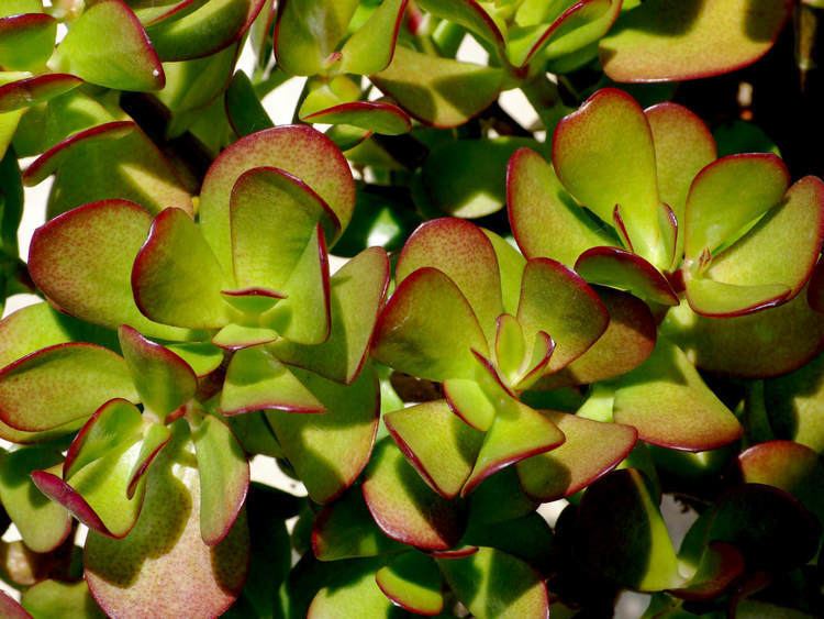 Crassula ovata How to Grow and Care for a Jade Plant Crassula ovata World of