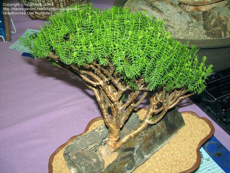 Crassula tetragona crassula tetragona PlantFiles Picture 9 of Miniature Pine Tree