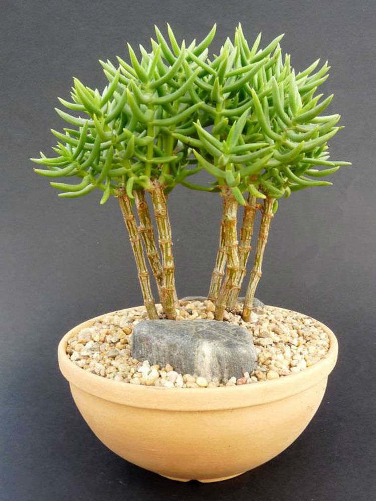 Crassula tetragona Crassula tetragona Miniature Pine Tree World of Succulents