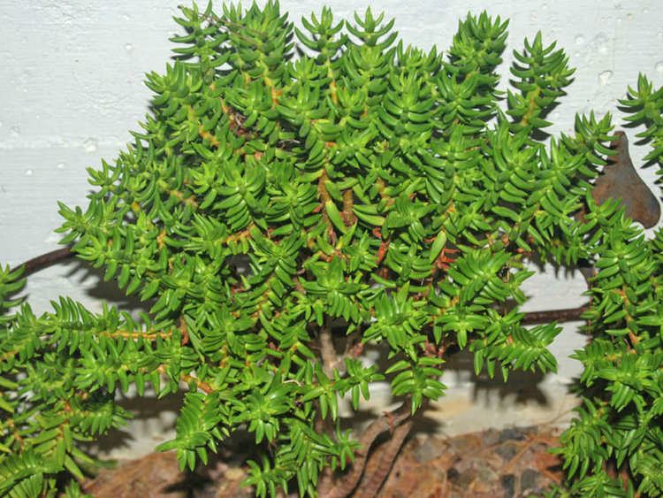 Crassula tetragona Crassula tetragona Miniature Pine Tree World of Succulents
