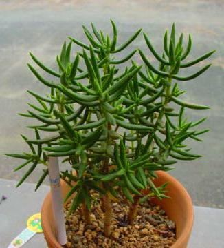 Crassula tetragona Succulents Miniature Pine Tree Crassula tetragona