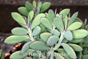 Crassulaceae Crassulaceae Jade Plant Family