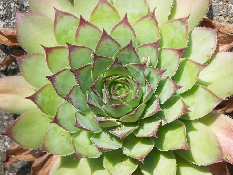 Crassulaceae echeveria crassulaceae leaves green echeveria