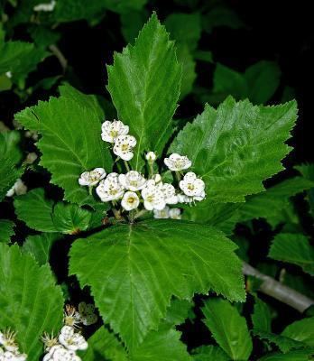 Crataegus calpodendron vaplantatlasorgimgplantsoriginalsCrataegusca