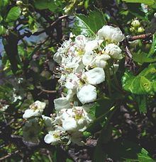 Crataegus erythropoda httpsuploadwikimediaorgwikipediacommonsthu