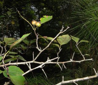 Crataegus intricata Crataegus intricata Langes Thorn Discover Life