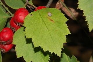 Crataegus macrosperma Crataegus macrosperma Bigfruit hawthorn Discover Life