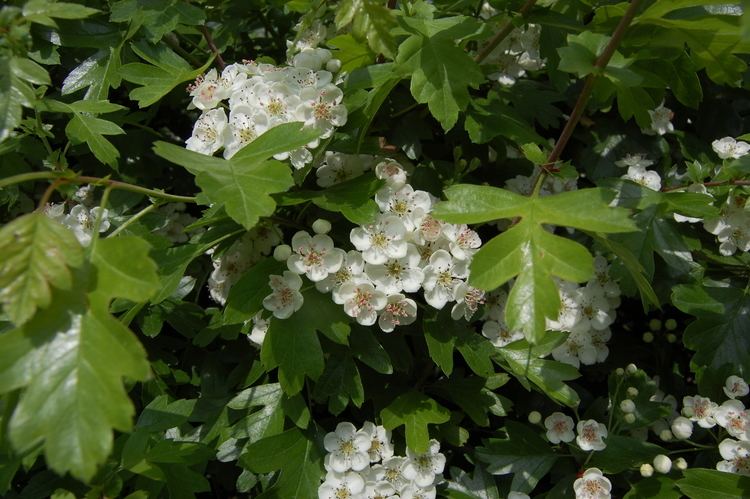 Crataegus monogyna - Alchetron, The Free Social Encyclopedia