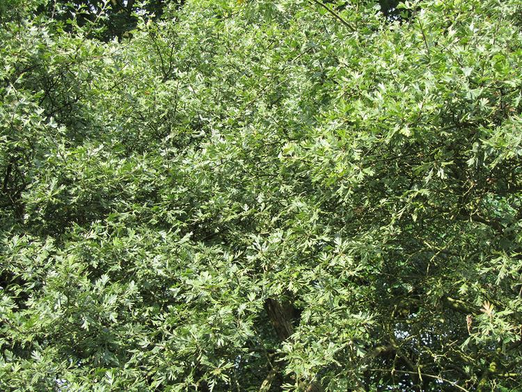 Crataegus orientalis Oriental Thorn Crataegus Orientalis Chew Valley Trees