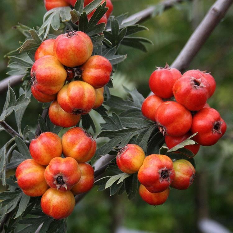 Crataegus orientalis Crataegus orientalis Silver Thorn Tree Mail Order Trees