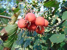 Crataegus pennsylvanica httpsuploadwikimediaorgwikipediacommonsthu