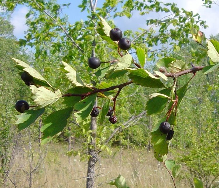 Crataegus section Douglasia