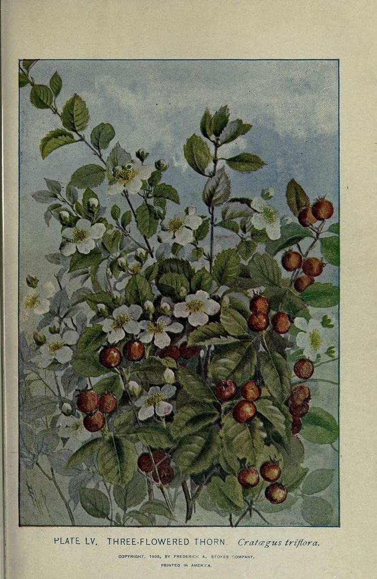 Crataegus triflora