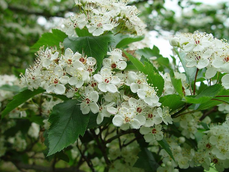 Crataegus viridis Mt Cuba Center Winter King Green Hawthorn Mt Cuba Center