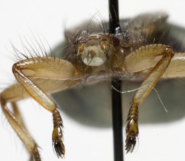 Crataerina pallida Dipterainfo Photo Albums Crataerina pallida female 3