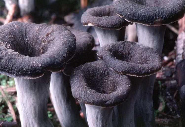 Craterellus California Fungi Craterellus cornucopioides