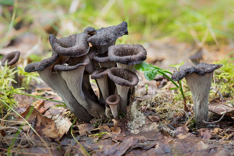 Craterellus cornucopioides Seventy Distinctive Mushrooms Part Six 5160 Temperate Climate