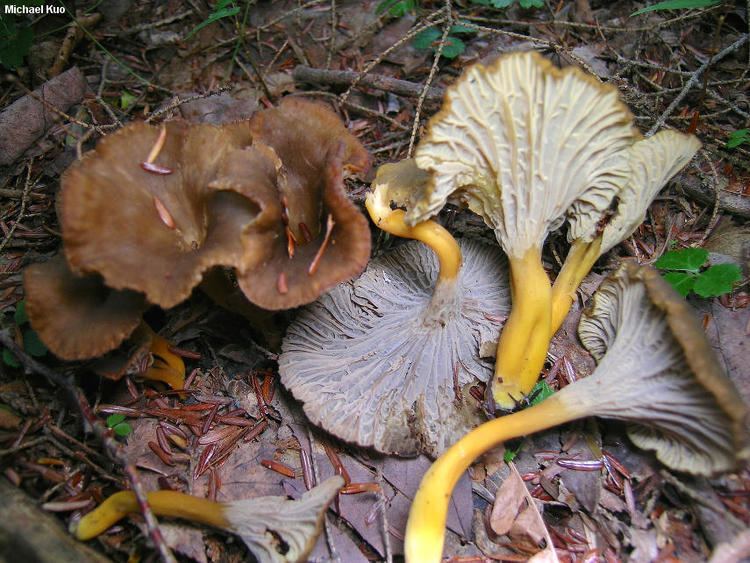 Craterellus tubaeformis Craterellus tubaeformis MushroomExpertCom