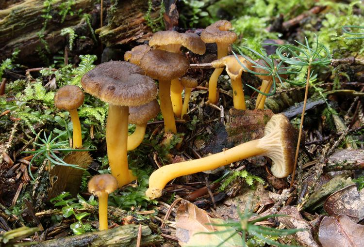 Craterellus tubaeformis FileTrompetenpfifferling Craterellus tubaeformisjpg Wikimedia