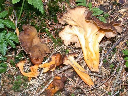 Craterellus tubaeformis Craterellus tubaeformis Tubies in honor of mushroom forays and