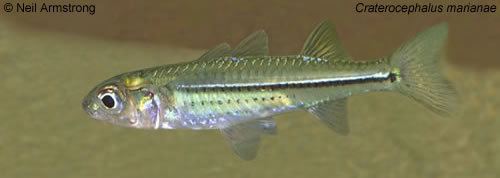 Craterocephalus NAFF Fish Atlas Northern Territory