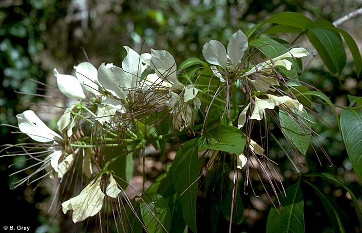 Crateva religiosa Factsheet Crateva religiosa