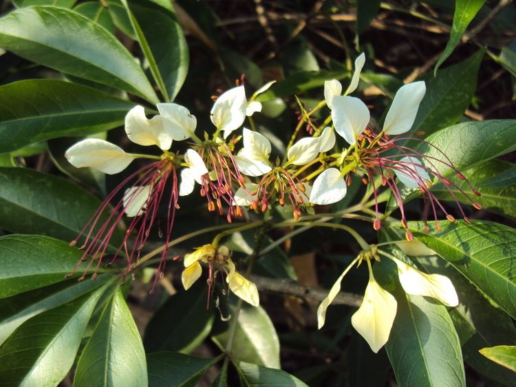 Crateva religiosa Crateva religiosa Forst f Observation India Biodiversity Portal