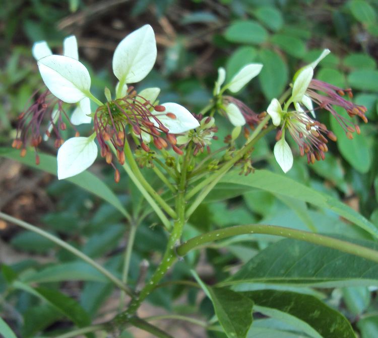 Crateva religiosa Crateva religiosa Forst f Checklist View