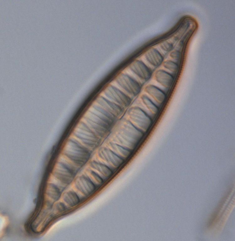 Craticula GLOSSARY term Craticula Diatoms of the United States