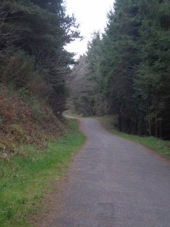 Cratloe Woods httpsmediacdntripadvisorcommediaphotos01