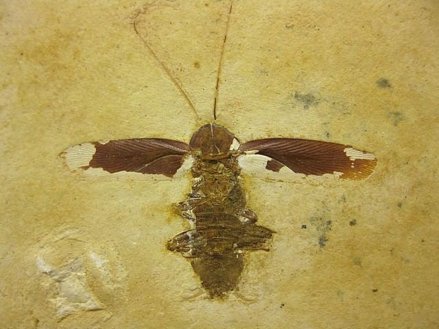 Crato Formation Brazil Crato Formation Insect 17 Indiana9 Fossils