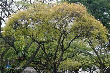 Cratoxylum Cratoxylum formosum ZipcodeZoo