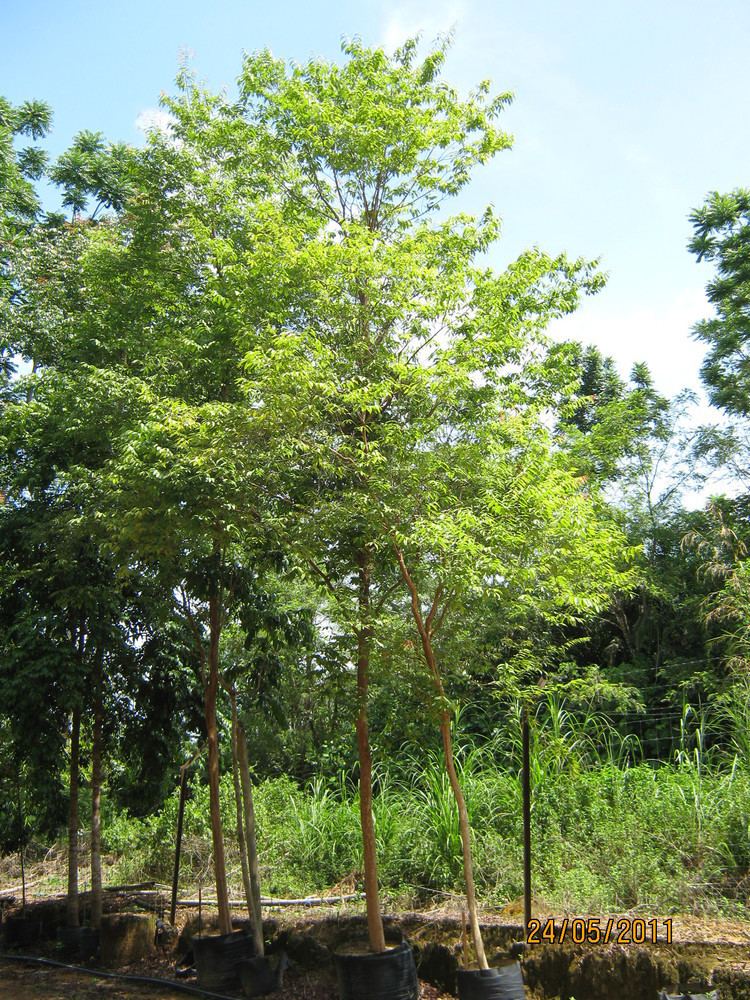 Cratoxylum Cratoxylum cochinchinense TROPICAL PLANT LIBRARY