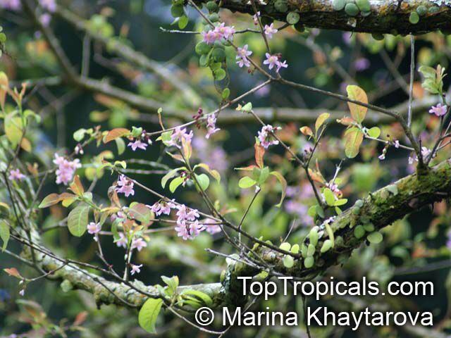 Cratoxylum Cratoxylum formosum Mempat TopTropicalscom