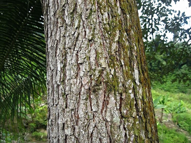 Cratoxylum arborescens Cratoxylum arborescens Vahl Blume Malaysia Image credit Flickr