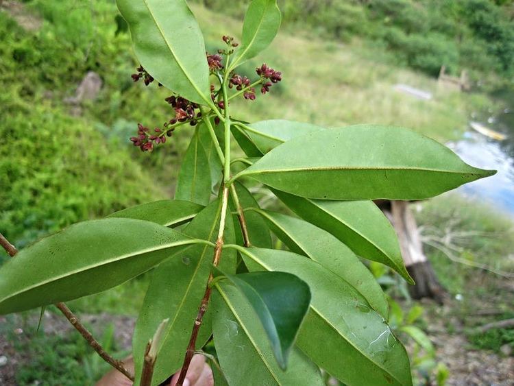 Cratoxylum arborescens Cratoxylum arborescens Vahl Blume Malaysia Image credit Flickr