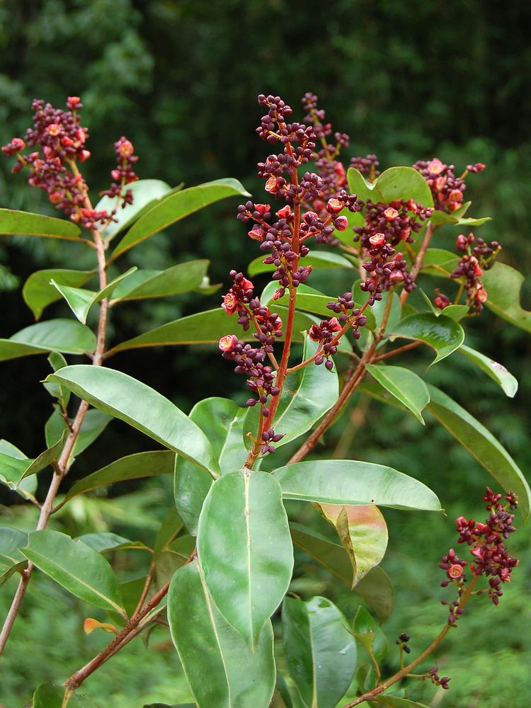 Cratoxylum arborescens Thailand Reddata Plants