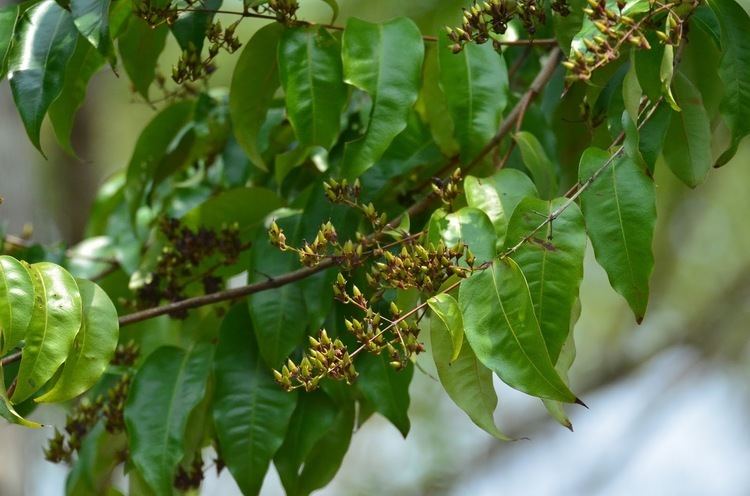 Cratoxylum arborescens Cratoxylum arborescens Prapatan SPS