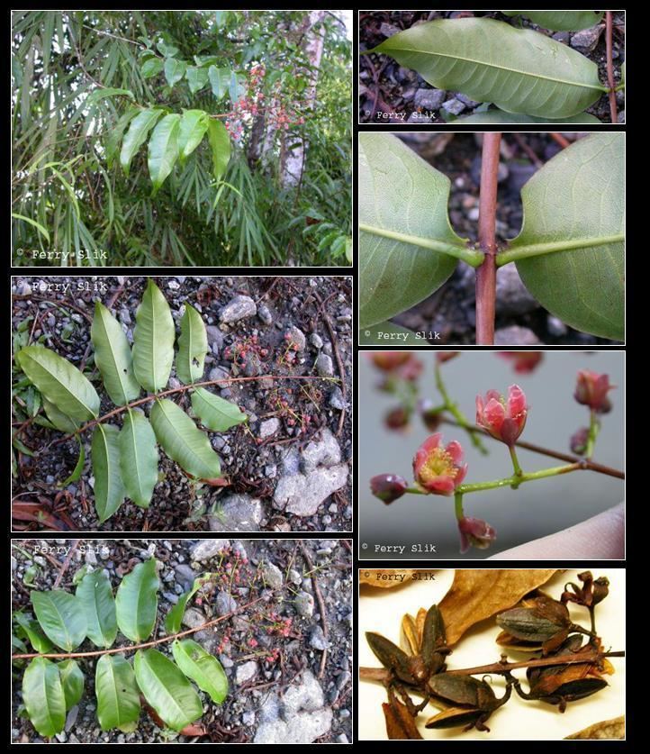 Cratoxylum sumatranum wwwasianplantnetHypericaceaeCratoxylumsumatra