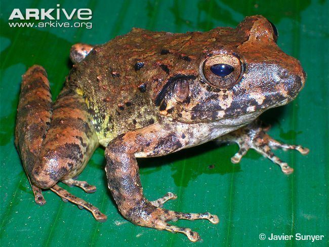 Craugastor Robber frog videos photos and facts Craugastor lauraster ARKive