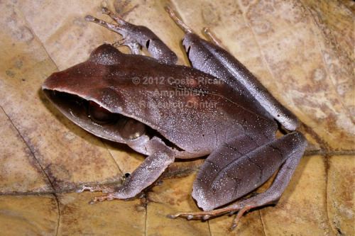 Craugastoridae Family Craugastoridae Costa Rican Amphibian Research Center