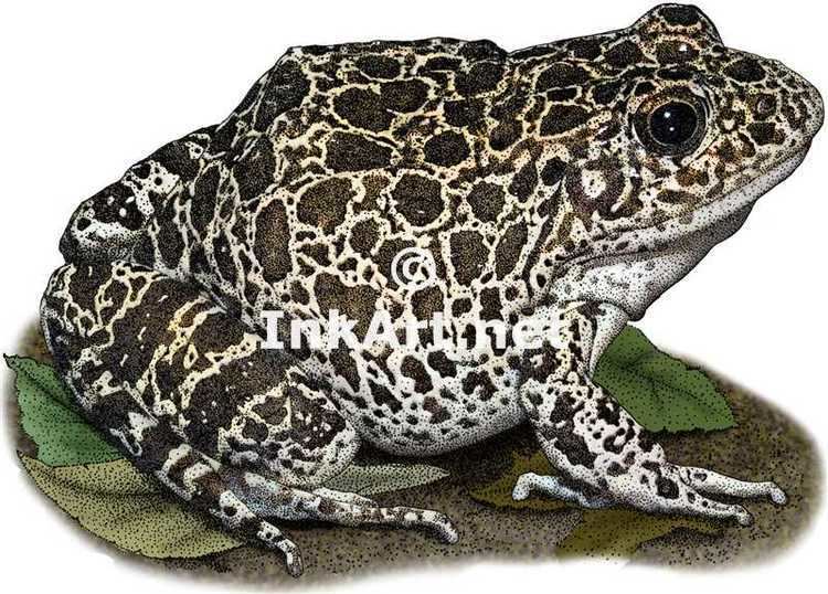 Crawfish frog Southern Crawfish Frog Frog Stock Art Illustration