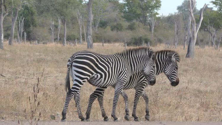 Crawshay's zebra Zooming Out From A Small Herd Of Crawshay39s Zebra In Zambia With One