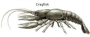 Crayfish The Crayfish Corner