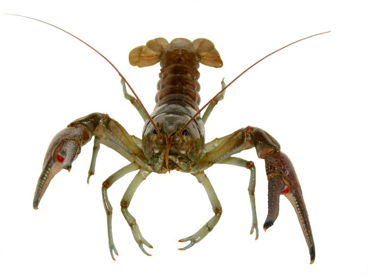Crayfish wwwseagrantumneduaisimgrustycrayfishrustyc