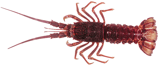 Crayfish Fresh Crayfish in Melbourne
