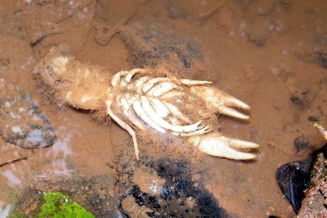 Crayfish plague Europeancrayfishorg Crayfish plague